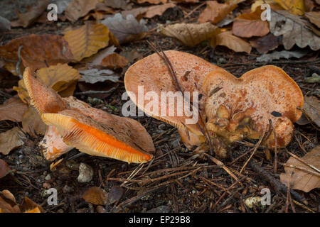 Safran-Milch-Kappe, Safran Milkcap, Edel-Reizker, Echter Reizker, Edelreizker, Lactarius Deliciosus, Lectaria Deliciosa Stockfoto