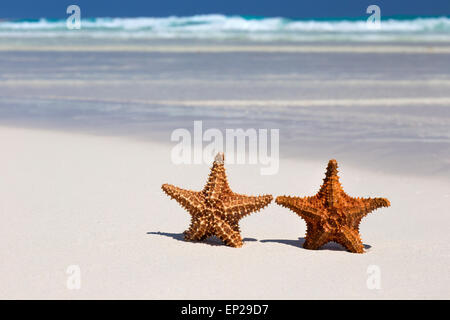 Zwei Seesterne am karibischen Sandstrand, Reisekonzept Stockfoto