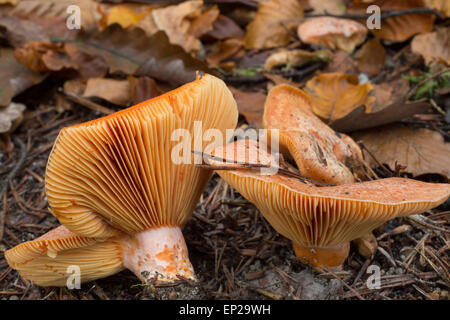 Safran-Milch-Kappe, Safran Milkcap, Edel-Reizker, Echter Reizker, Edelreizker, Lactarius Deliciosus, Lectaria Deliciosa Stockfoto