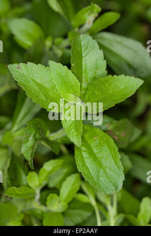 Sweet Leaf von Paraguay, Stevia, Stevie, Stewia, Süßkraut, Zuckerblatt, Stevia-Pflanze, Stevia Rebaudiana, Eupatorium rebaudianum Stockfoto