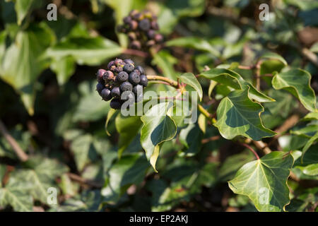 Gemeinsamen Ivy, englische Evy, Obst, Frucht, Früchte, Bier, Efeu, Beeren, Hedera Helix, Lierre Grimpant Stockfoto