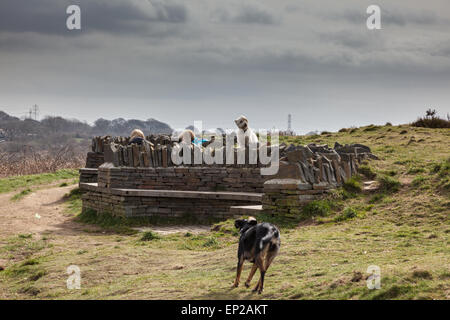 Zwei Frauen sitzen und plaudern auf einer Steinbank auf Caerphilly Berg, während die Hunde laufen herum jagen einander, Caerphilly, Wales Stockfoto