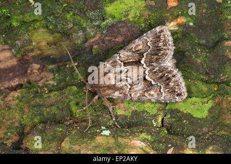 Stroh Underwing, Gelbflügel-Raseneule, Gelbflügel-Wieseneule, Gelbflügelraseneule, Thalpophila Matura, Matura Phalaena Stockfoto