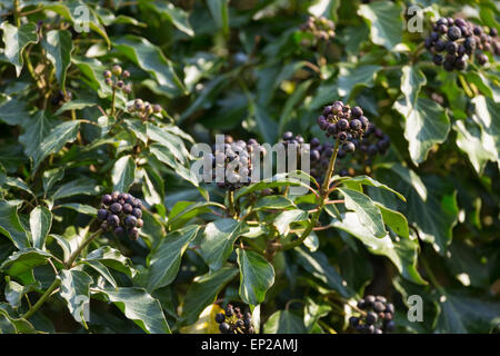 Gemeinsamen Ivy, englische Evy, Obst, Frucht, Früchte, Bier, Efeu, Beeren, Hedera Helix, Lierre Grimpant Stockfoto