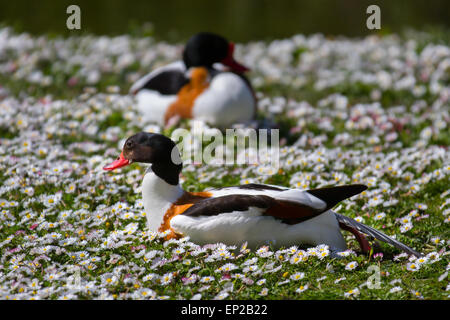 Martin Mere, Southport, Lancashire, UK 13. Mai 2015. Brandgans Drakes sonnen sich im Frühling Sonnenschein am Wetland Centre in Burscough in der Nähe von Rufford.  Bunte Wort blühende Vegetation und Tierwelt mit Vögel und Wasservögel in voller Zucht Gefieder und warten die ducking Tage Wildlife Centre.  Bildnachweis: Mar Photographics/Alamy Live-Nachrichten Stockfoto