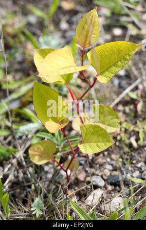 Fallopia Japonica, Japanischer Staudenknöterich, umgangsprachlich ist eine große, krautige, mehrjährige Pflanze der Familie Knie. Stockfoto