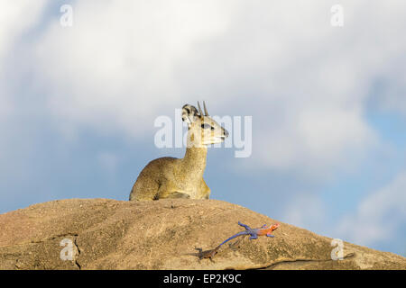 Klipspringer (Oreotragus Oreotragus) hinlegen auf Felsen mit männlichen rothaariger Rock Agama (Agama Agama) in Front, Serengeti Stockfoto