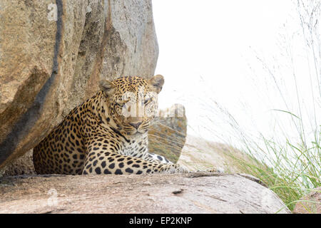 Leopard (Panthera Pardus) hinlegen auf Felsen, Blick in die Kamera, Serengeti Nationalpark, Tansania. Stockfoto