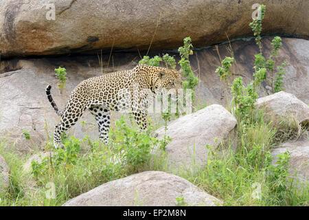 Leopard (Panthera Pardus) zu Fuß über Felsen und zwischen Rasen, Serengeti Nationalpark, Tansania. Stockfoto