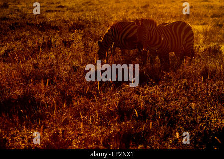 Zwei Ebenen Zebra (Equus Quagga) stehen bei Gegenlicht bei Sonnenaufgang, Serengeti Nationalpark, Tansania. Stockfoto