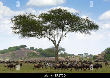 Gnus (Connochaetes Taurinus) und Zebra (Equus Quagga) Herden während der Migration, Beweidung mit Buckel und Akazie Baum Stockfoto