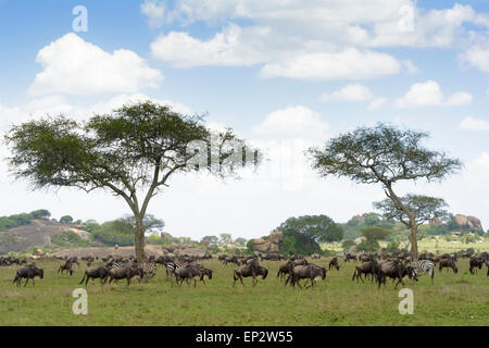 Gnus (Connochaetes Taurinus) und Zebra (Equus Quagga) Herden während der Migration, Buckel und Akazie Baum, Serengeti Stockfoto