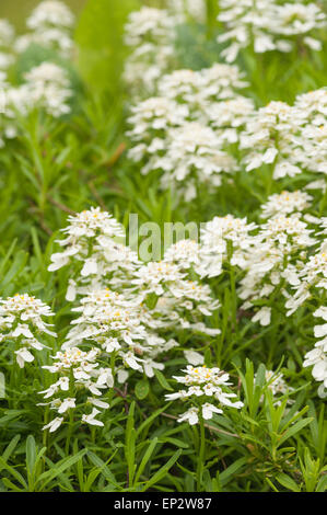 Wilde Schleifenblume mit weißen duftenden Blüten blüht auf sattgrünen immergrünen Laub Stockfoto