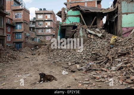 Kathmandu, Nepal. 13. Mai 2015. Ein Hund liegt in der Nähe von beschädigten Gebäuden in Patan, Nepal, 13. Mai 2015. Die Zahl der Todesopfer in ein frisches mächtig Beben, die Nepal am Dienstag getroffen hat 65 erreicht und mehr als 1.900 weitere wurden verletzt, sagte das Ministerium des Innern am Mittwoch. Bildnachweis: Lui Siu Wai/Xinhua/Alamy Live-Nachrichten Stockfoto