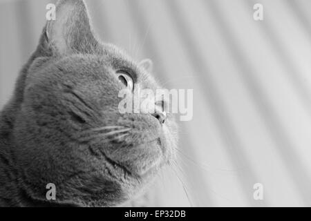Porträt des britischen graue Katze hautnah Stockfoto