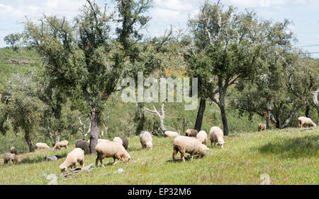 Schafherde mit Olivenbäumen in portugal Stockfoto