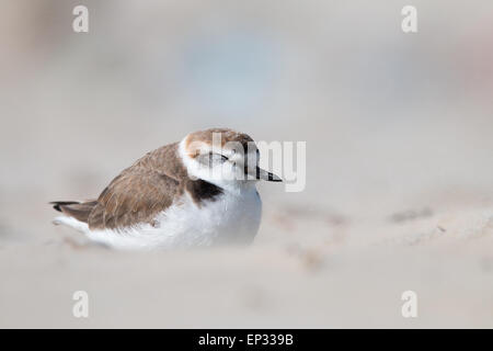 Seeregenpfeifer am Strand Stockfoto