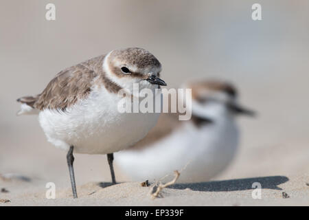 Kentish Regenpfeifer am Strand Stockfoto