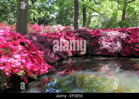 Isabella Plantation, Richmond Park, SW-London, England. 13. Mai 2015. Es ist ein Feuerwerk an Farbe an Isabella Plantation in Richmond Park. Die Azaleen und Rhododendren sind in voller Blüte, ein Kaleidoskop von Farben, Orange, blau und weiß aus lebhaft rosa und lila, durch erstellen. Der Garten mit großem Parkplatz Eintritt ist frei, aber beschäftigt an einem sonnigen Tag. Bildnachweis: Julia Gavin UK/Alamy Live-Nachrichten Stockfoto