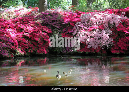 Isabella Plantation, Richmond Park, SW-London, England. 13. Mai 2015. Blumen und Enten in einem plätschernden Teich reflektiert. Es ist ein Feuerwerk an Farbe an Isabella Plantation in Richmond Park. Die Azaleen und Rhododendren sind in voller Blüte, ein Kaleidoskop von Farben, Orange, blau und weiß aus lebhaft rosa und lila, durch erstellen. Der Garten mit großem Parkplatz Eintritt ist frei, aber beschäftigt an einem sonnigen Tag. Bildnachweis: Julia Gavin UK/Alamy Live-Nachrichten Stockfoto