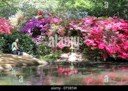 Isabella Plantation, Richmond Park, SW-London, England. 13. Mai 2015. Es ist ein Feuerwerk an Farbe an Isabella Plantation in Richmond Park. Die Azaleen und Rhododendren sind in voller Blüte, ein Kaleidoskop von Farben, Orange, blau und weiß aus lebhaft rosa und lila, durch erstellen. Der Garten mit großem Parkplatz Eintritt ist frei, aber beschäftigt an einem sonnigen Tag. Bildnachweis: Julia Gavin UK/Alamy Live-Nachrichten Stockfoto