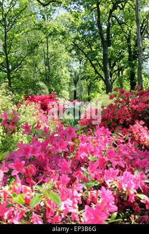 Isabella Plantation, Richmond Park, SW-London, England. 13. Mai 2015. Es ist ein Feuerwerk an Farbe an Isabella Plantation in Richmond Park. Die Azaleen und Rhododendren sind in voller Blüte, ein Kaleidoskop von Farben, Orange, blau und weiß aus lebhaft rosa und lila, durch erstellen. Der Garten mit großem Parkplatz Eintritt ist frei, aber beschäftigt an einem sonnigen Tag. Bildnachweis: Julia Gavin UK/Alamy Live-Nachrichten Stockfoto