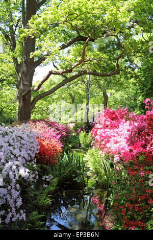 Isabella Plantation, Richmond Park, SW-London, England. 13. Mai 2015. Es ist ein Feuerwerk an Farbe an Isabella Plantation in Richmond Park. Die Azaleen und Rhododendren sind in voller Blüte, ein Kaleidoskop von Farben, Orange, blau und weiß aus lebhaft rosa und lila, durch erstellen. Der Garten mit großem Parkplatz Eintritt ist frei, aber beschäftigt an einem sonnigen Tag. Bildnachweis: Julia Gavin UK/Alamy Live-Nachrichten Stockfoto