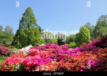 Isabella Plantation, Richmond Park, SW-London, England. 13. Mai 2015. Es ist ein Feuerwerk an Farbe an Isabella Plantation in Richmond Park. Die Azaleen und Rhododendren sind in voller Blüte, ein Kaleidoskop von Farben, Orange, blau und weiß aus lebhaft rosa und lila, durch erstellen. Der Garten mit großem Parkplatz Eintritt ist frei, aber beschäftigt an einem sonnigen Tag. Bildnachweis: Julia Gavin UK/Alamy Live-Nachrichten Stockfoto