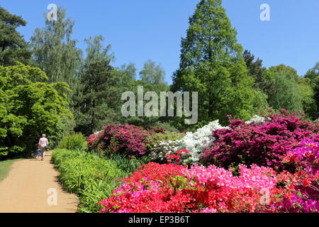 Isabella Plantation, Richmond Park, SW-London, England. 13. Mai 2015. Es ist ein Feuerwerk an Farbe an Isabella Plantation in Richmond Park. Die Azaleen und Rhododendren sind in voller Blüte, ein Kaleidoskop von Farben, Orange, blau und weiß aus lebhaft rosa und lila, durch erstellen. Der Garten mit großem Parkplatz Eintritt ist frei, aber beschäftigt an einem sonnigen Tag. Bildnachweis: Julia Gavin UK/Alamy Live-Nachrichten Stockfoto