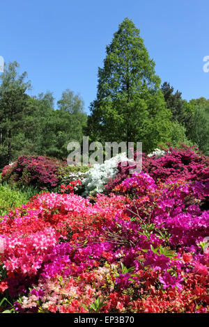 Isabella Plantation, Richmond Park, SW-London, England. 13. Mai 2015. Es ist ein Feuerwerk an Farbe an Isabella Plantation in Richmond Park. Die Azaleen und Rhododendren sind in voller Blüte, ein Kaleidoskop von Farben, Orange, blau und weiß aus lebhaft rosa und lila, durch erstellen. Der Garten mit großem Parkplatz Eintritt ist frei, aber beschäftigt an einem sonnigen Tag. Bildnachweis: Julia Gavin UK/Alamy Live-Nachrichten Stockfoto