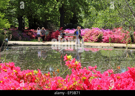 Isabella Plantation, Richmond Park, SW-London, England. 13. Mai 2015. Es ist ein Feuerwerk an Farbe an Isabella Plantation in Richmond Park. Die Azaleen und Rhododendren sind in voller Blüte, ein Kaleidoskop von Farben, Orange, blau und weiß aus lebhaft rosa und lila, durch erstellen. Der Garten mit großem Parkplatz Eintritt ist frei, aber beschäftigt an einem sonnigen Tag. Bildnachweis: Julia Gavin UK/Alamy Live-Nachrichten Stockfoto