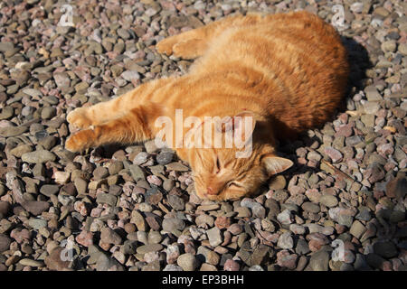 Ingwer Katze schlafen in der Sonne im Garten Kies Stockfoto