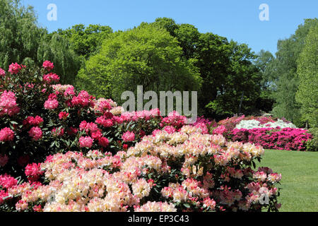 Isabella Plantation, Richmond Park, SW-London, England. 13. Mai 2015. Es ist ein Feuerwerk an Farbe an Isabella Plantation in Richmond Park. Die Azaleen und Rhododendren sind in voller Blüte, ein Kaleidoskop von Farben, Orange, blau und weiß aus lebhaft rosa und lila, durch erstellen. Der Garten mit großem Parkplatz Eintritt ist frei, aber beschäftigt an einem sonnigen Tag. Bildnachweis: Julia Gavin UK/Alamy Live-Nachrichten Stockfoto