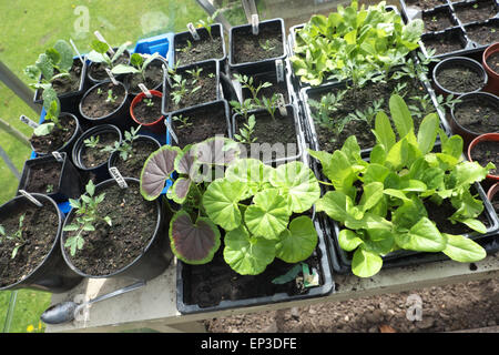 Pflanzen in einem Gewächshaus in dürfen 2015 Salat Geranien Tomaten Pflanzen Setzlinge Stockfoto