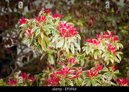 Pieris 'Flaming Silber' zeigt neues Wachstum im Schatten von Pinky red Stockfoto