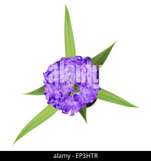 Draufsicht der lila Blume im Topf, isoliert auf weiss Stockfoto