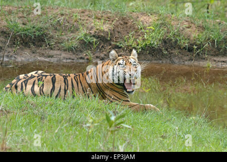 Royal Bengal Tiger oder Panthera tigris oder indische Tiger Gähnen an Wasser Körper in Tadoba Nationalpark, Maharashtra, Indien Stockfoto
