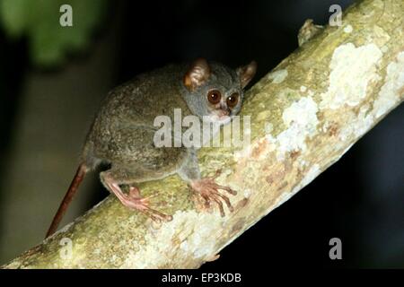 Sangihe Island, Nord-Sulawesi, Indonesien. 8. Mai 2015. SANGIHE-ISLAND, Indonesien - Mai 10: Tarsius Sangirensis auf Baum im Sangihe Island am 8. Mai 2015 in Nord-Sulawesi, Indonesien. Der Sangihe-Koboldmaki (Tarsius Sangirensis), auch bekannt als Insel der Sangihe-Koboldmaki, ist ein kleiner Primat Sangir Insel, die befindet sich etwa 200 Kilometer Nord-östlich von der Insel Sulawesi in Indonesien. Im Jahr 2008 wurde eine Bevölkerung von der Sangihe-Koboldmaki als eigenständige Art, die Insel Siau-Koboldmaki (Tarsius Tumpara) abgespalten © Sijori Bilder/ZUMA Draht/Alamy Live News Stockfoto