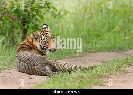 Royal Bengal Tiger oder Panthera tigris Tigeris oder oder indische Tiger auf der Straße bei Tadoba Nationalpark, Maharashtra, Indien Stockfoto