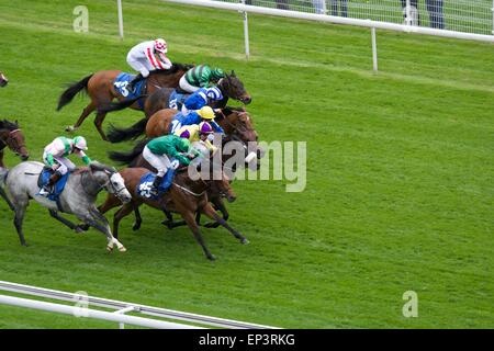 York, UK. 13. Mai 2015. Glas-Büro (Nummer 4), das Grau am nächsten Zaun, geritten von Jim Crowley zwingt seinen Weg gewinnt das dritte Rennen des Tages - The Duke of York Clipper Logistik Stakes - das Dante-Festival in York. Pferderennen in York UK Credit: John Fryer/Alamy Live-Nachrichten Stockfoto