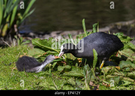 Martin Mere, Southport, Lancashire, UK 13. Mai 2015. Frühling im Wetland Centre in Burscough in der Nähe von Rufford wo Blässhühner ihre frisch geschlüpften flauschige Brut großziehen.   Das bunte Wort blühende Pflanzen und Tierwelt mit Vögel und Wasservögel in voller Zucht Gefieder.  Wetland Centre werden wieder zu einem Stapel frisch geschlüpften entzückenden Küken in diesem Frühjahr mit seinen speziellen Downy Entenküken Tagen stattfindenden aus über das Wochenende nach Hause.  Bildnachweis: Mar Photographics/Alamy Live-Nachrichten Stockfoto