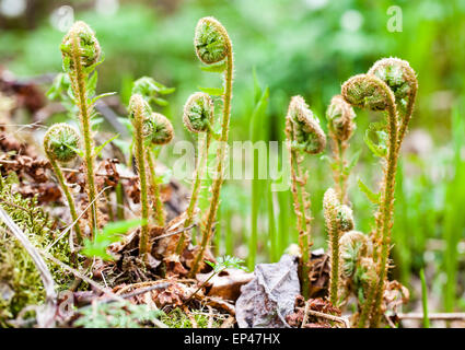 Junge Triebe Wurmfarn (Dryopteris Filix-Mas) Stockfoto