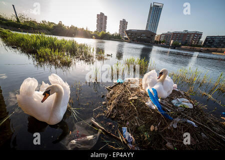 London, UK. 13. Mai 2015. Nisten Schwäne auf Kanada Wasser Teich Kredit: Guy Corbishley/Alamy Live-Nachrichten Stockfoto