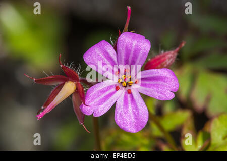 Kraut, Robert (Geranium Robertianum) Stockfoto