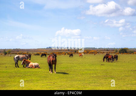 Wildpferde im New Forest, Hampshire, UK Stockfoto