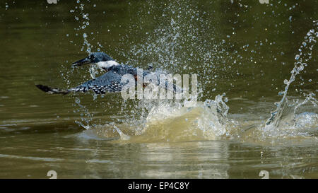 Beringter Eisvogel (Megaceryl Torquata) fängt einen kleinen Fisch, Pixaim Fluss, Pantanal, Brasilien Stockfoto