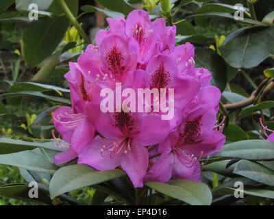 Die frühen Frühjahr blühen von einer immergrünen Rhododendron, Sierra Foothills of Northern California... Stockfoto