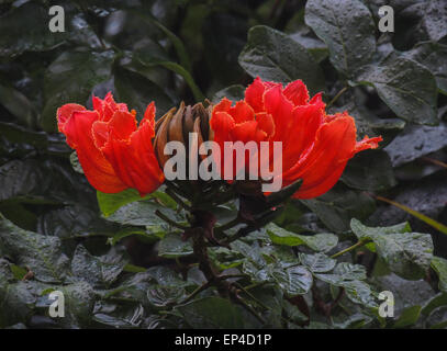 Blüte der afrikanischen Tulpenbaum, eine tropische Pflanze auf der Insel Maui, Hawaii Stockfoto