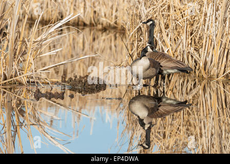 Ein paar Kanadagänse, Branta Canadensis, stehend in einem Sumpf in der Nähe von Big Lake, Alberta, mit ihren Bildern spiegelt sich im Wasser Stockfoto