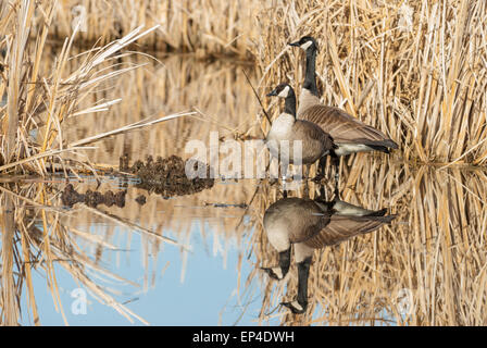 Ein paar Kanadagänse, Branta Canadensis, stehend in einem Sumpf in der Nähe von Big Lake, Alberta, mit ihren Bildern spiegelt sich im Wasser Stockfoto